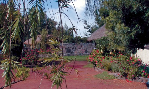 Les Géraniums